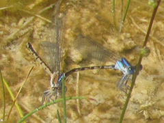 Argia alberta
