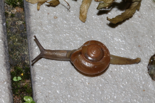 horntail snail