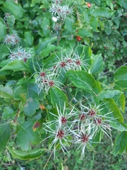 Clematis vitalba