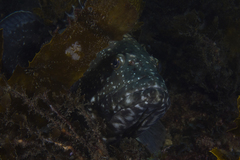 Epinephelus daemelii