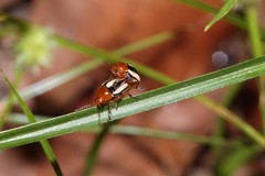Cryptocephalus nitidissimus