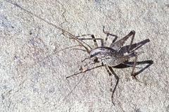 Diestrammena unicolor