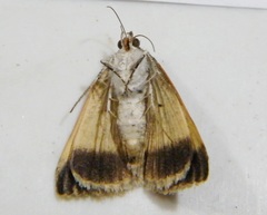 Plecopterodes moderata