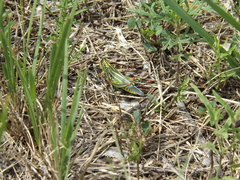 Hesperotettix viridis viridis