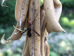 Riptortus abdominalis