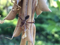 Riptortus abdominalis