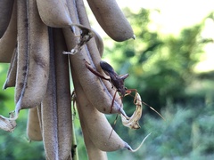 Riptortus abdominalis