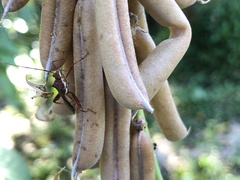 Riptortus abdominalis