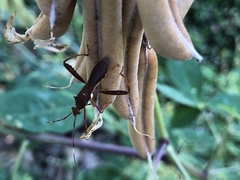 Riptortus abdominalis