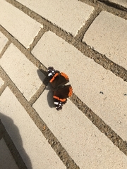 Vanessa atalanta