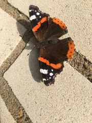 Vanessa atalanta