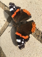 Vanessa atalanta