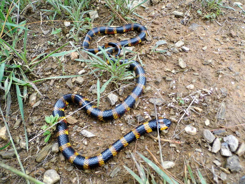 Oaxacan Coral Snake