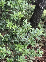 Ilex pedunculosa