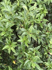 Ilex pedunculosa