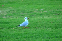 Chroicocephalus ridibundus