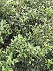 Ilex pedunculosa