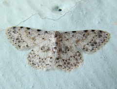 Scopula nigrinotata