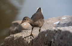 Gallinula chloropus