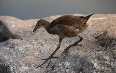 Gallinula chloropus