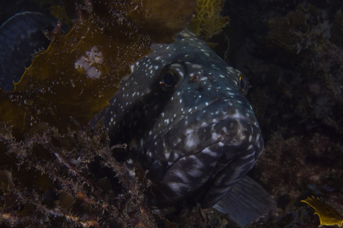 Black cod (Epinephelus daemelii) — Serranidae — 5