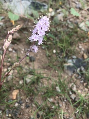 Boerhavia xantii
