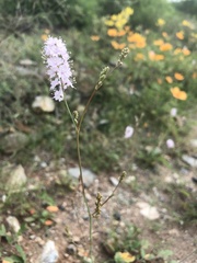 Boerhavia xantii
