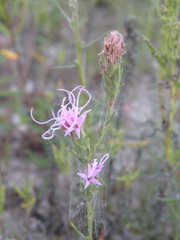 Liatris bracteata