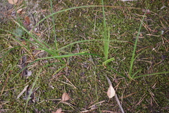 Carex arenaria