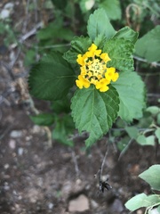Lantana × hybrida