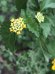 Lantana × hybrida