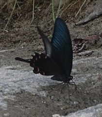Papilio dehaanii