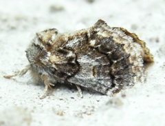 Paraphlebs singularis