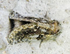 Paraphlebs singularis