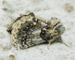 Paraphlebs singularis