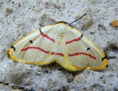 Phoenicocampa terinata