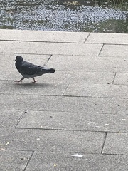Columba livia domestica