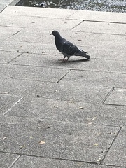 Columba livia domestica