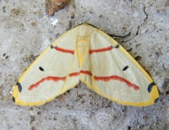 Phoenicocampa terinata