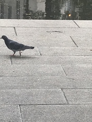 Columba livia domestica
