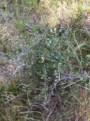 Crataegus spathulata