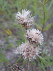 Liatris bracteata