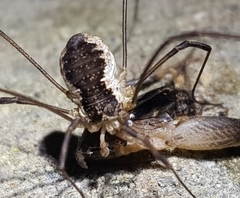 Oligolophus tienmushanensis