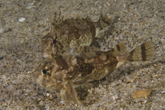 Centropogon