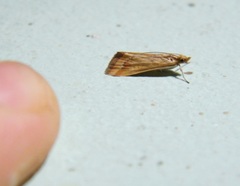 Achyra coelatalis