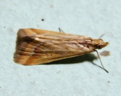 Achyra coelatalis