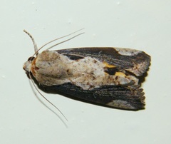 Hypocala rostrata