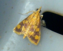 Pyrausta phoenicealis
