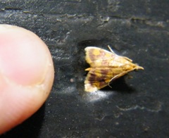 Pyrausta phoenicealis