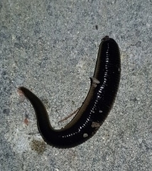 Orobdella tsushimensis